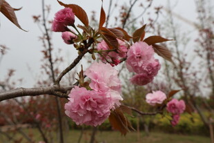海棠花