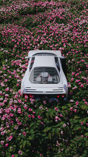 花海白色汽车