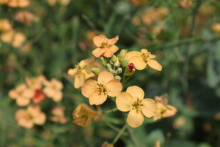 油菜花