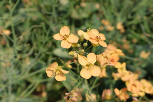 油菜花
