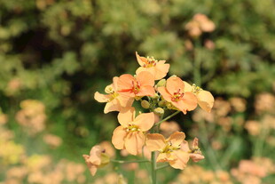 油菜花