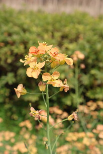 油菜花