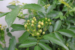 木香花