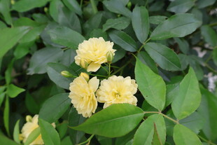 木香花