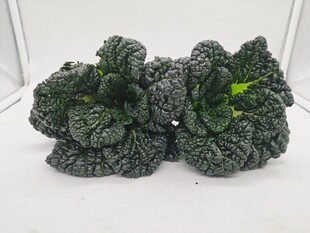 黑青菜 泡泡青