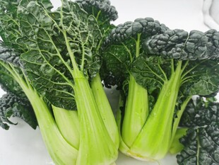 黑青菜 泡泡青