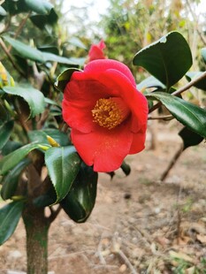 耐冬花