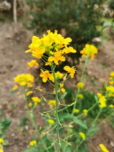 油菜花