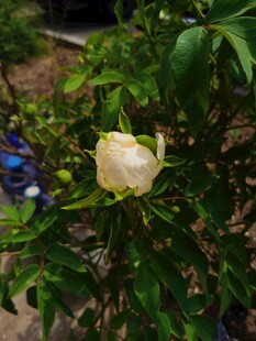 牡丹花