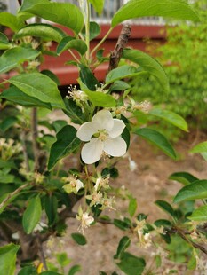 苹果花 