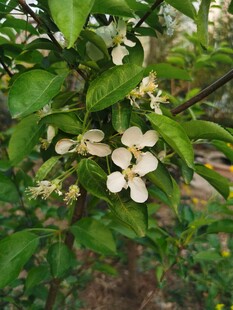 苹果花
