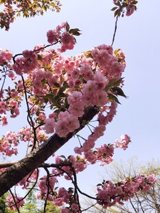 樱花