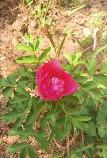 牡丹花