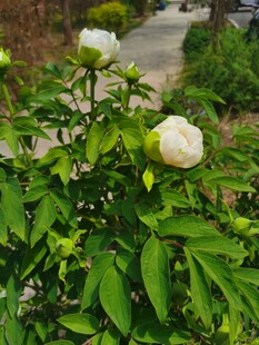牡丹花