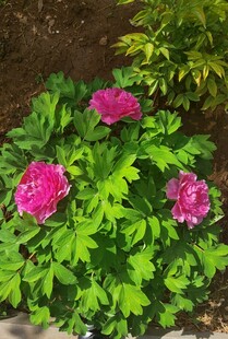 牡丹花