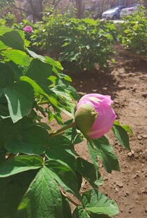 牡丹花