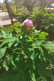 牡丹花