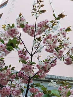 樱花