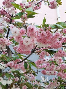 樱花