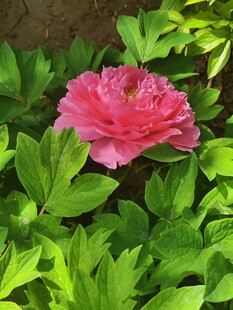 牡丹花