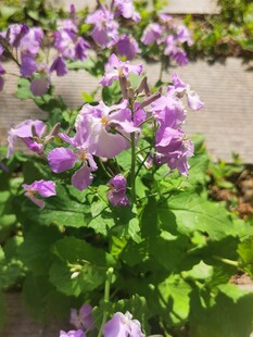 诸葛菜