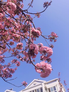 樱花