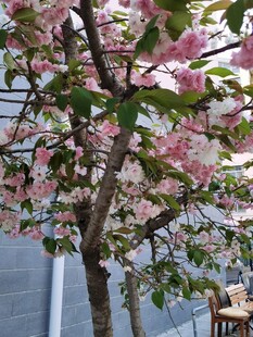 樱花