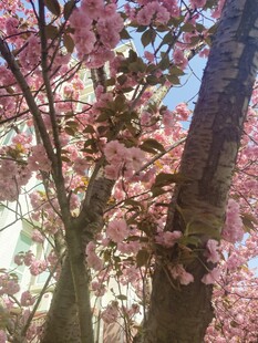 樱花