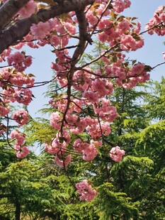 樱花