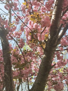 樱花