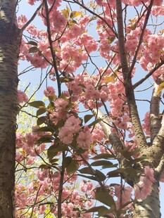 樱花
