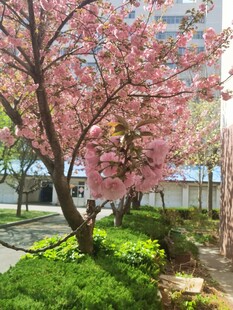 樱花