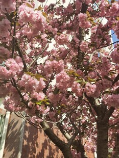 樱花