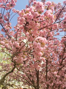 樱花
