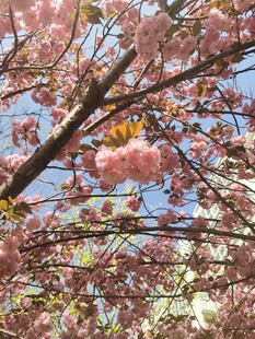 樱花