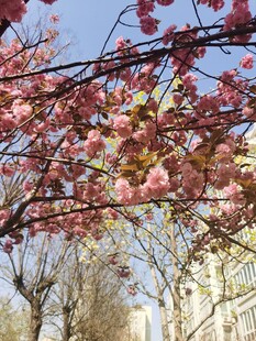 樱花