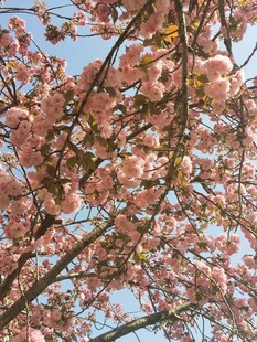 樱花