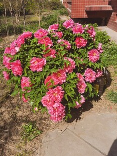 牡丹花