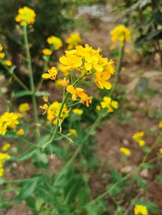 油菜花