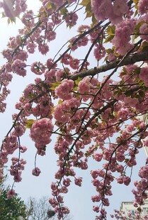 樱花