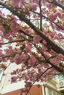樱花