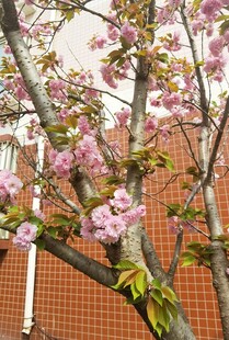 樱花