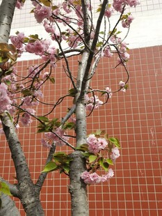 樱花