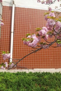 樱花