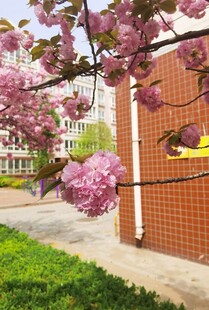 樱花