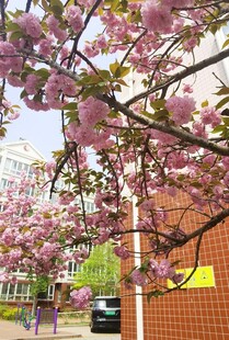 樱花
