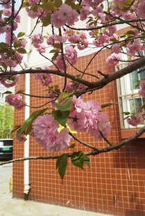 樱花