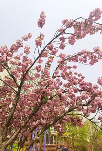樱花