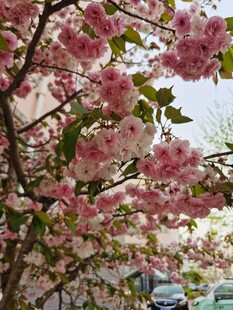 樱花