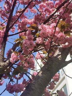樱花